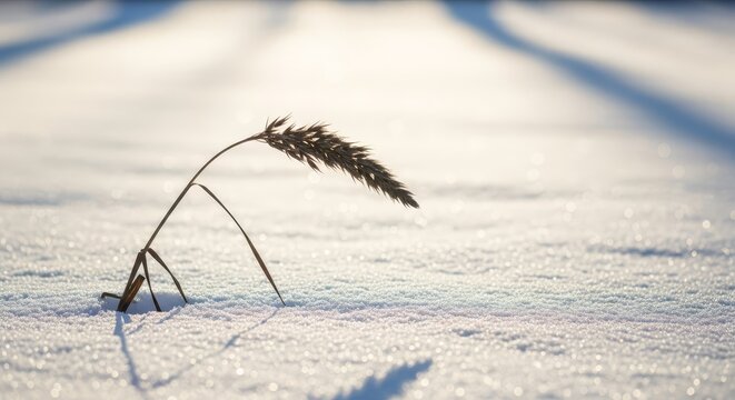 Solitary Dried Grass Plant Bending Over a Sunlit Snowy Field in Winter
