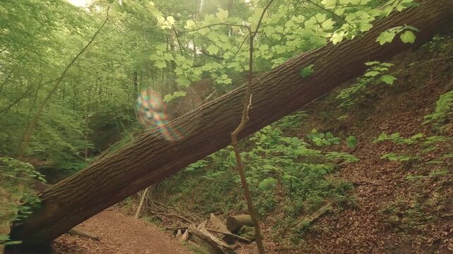 Deep within a forest gorge&mdash;atmospheric, close to nature, and fairytale-like