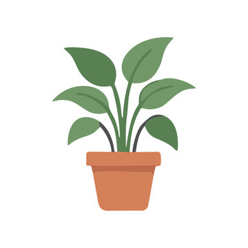 Green Plant in Terracotta Pot.
