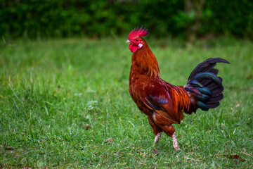 A vibrant red black rooster with bold red crest stands proudly amid lush green tropical foliage, showcasing stunning plumage and natural wild beauty in its serene habitat. © Photohub