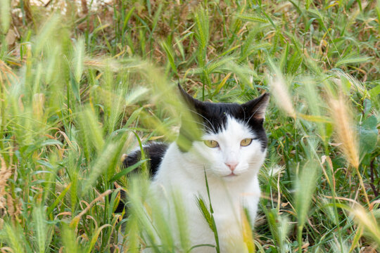 GATTO DELL' ACROPOLI DI ATENE