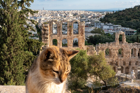 GATTO ALL'ACROPOLI DI ATENE, GRECIA