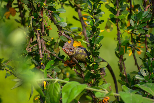 A vibrant garden lizard rests among lush green foliage, showcasing its vivid scales and alert eyes in a stunning natural, wildlife setting full of life