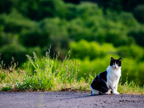 Eine Katze sitzt auf einer Teerstrasse