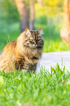 Siberian breed of cat in relax outdoor