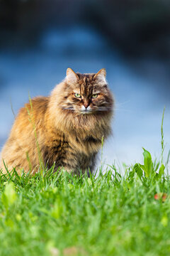 Siberian breed of cat in relax outdoor