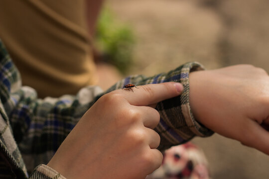 Firebug insect crawling on a child's hand outdoors
