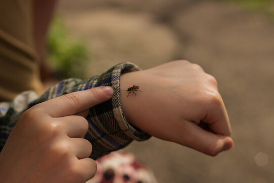 Firebug insect crawling on a child's hand outdoors
