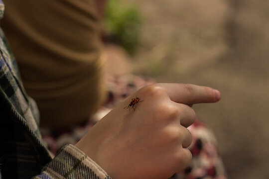 Firebug insect crawling on a child's hand outdoors