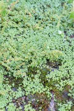Pilea microphylla is a tropical perennial that thrives in moist, shady environments. It is known for its small, bright green leaves and its ability to spread rapidly. vertical image.