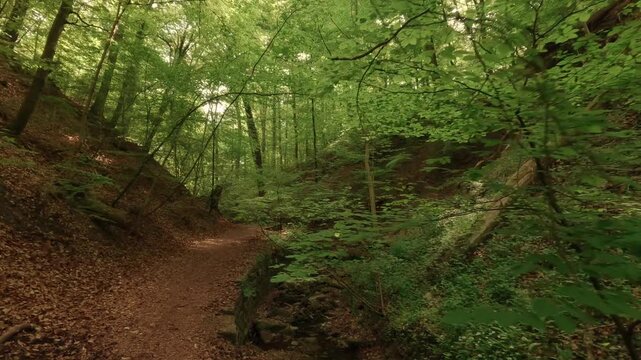 Deep within a forest gorge&mdash;atmospheric, close to nature, and fairytale-like