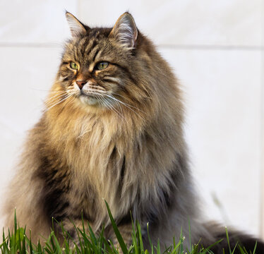Siberian breed of cat in relax in a garden