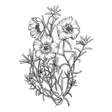 Purslane, a graphic pen and ink drawing on paper. Portulaca flower. Wildflower garden and gardening concept. Floral zodiac symbol. Not AI generation.