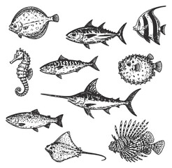 Vintage sea animals collection illustration © Elena