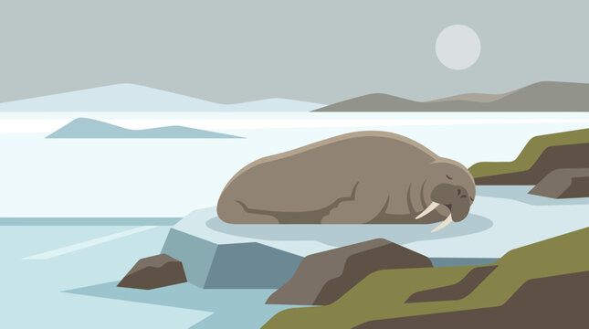 Serene Sea Beast on Ice: A tranquil walrus rests peacefully on an icy expanse, embodying the rugged beauty of the polar regions. 