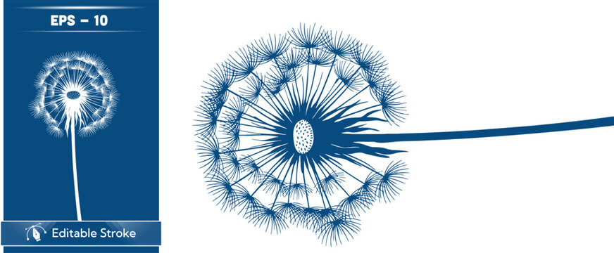 Blue dandelion clock with seeds dispersing on white background