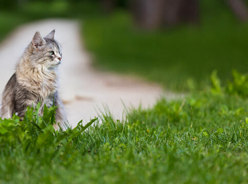 Siberian breed of cat in relax in a park