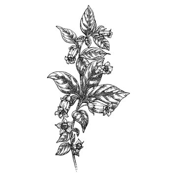 Belladonna, a graphic pen and ink drawing on paper. Atropa flower. Wildflower garden and gardening concept. Floral zodiac symbol. Not AI generation.