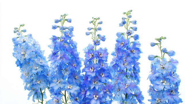 tall blue delphinium spire against a soft backdrop