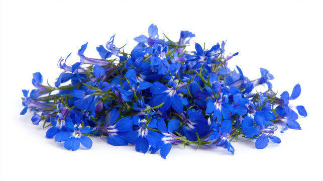 vibrant blue lobelia flowers close-up in high fidelity
