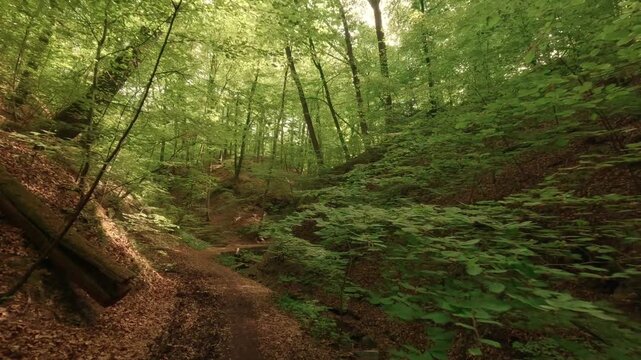 Deep within a forest gorge&mdash;atmospheric, close to nature, and fairytale-like
