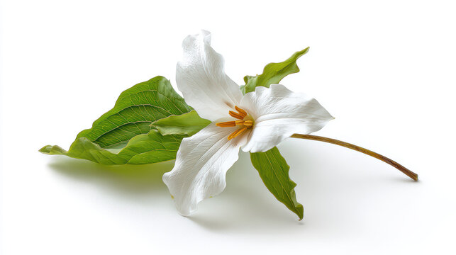 three-petaled white trillium in woodland setting