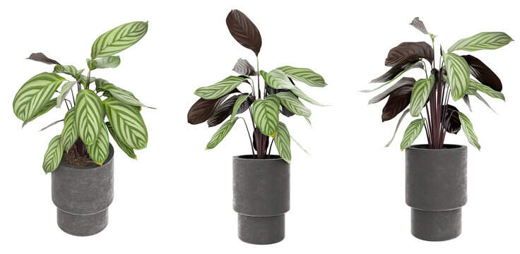 high quality 3d realistic render of calathea setosa houseplant in textured dark grey concrete pot with detailed striped foliage for botanical architectural visualization