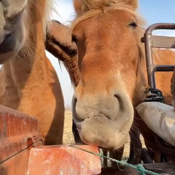 horse and foal