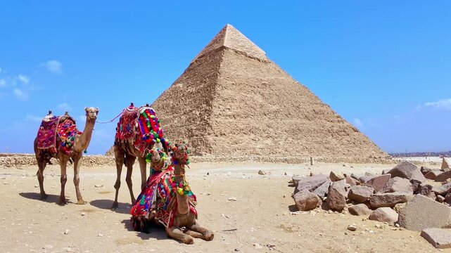 Camels with colorful saddles resting in the sand in front of the great pyramid of giza in egypt. Scenic travel destination on a sunny day