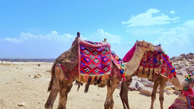 Caravan of camels with colorful Egyptian traditional saddles resting near the Great Pyramid of giza, Tied up, waiting for tourists. Concept of animal welfare or animal abuse