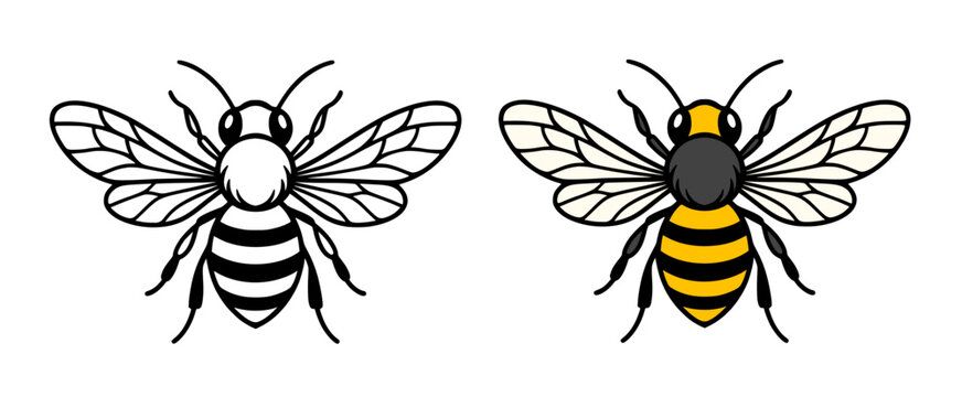 Honey bee icon illustration in line art and colored design, for coloring page