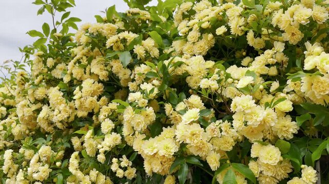 【春】そよ風に揺れる広がる黄色い花の風景｜Yellow Flowers Swaying in the Breeze