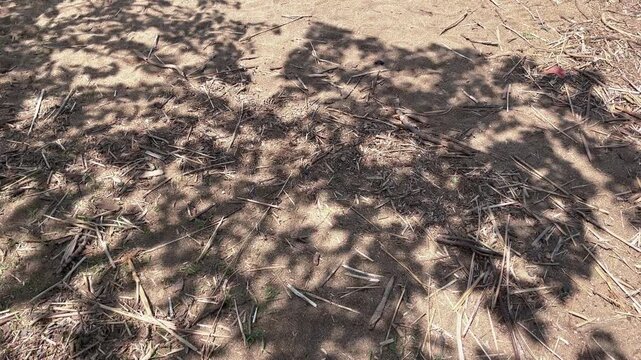 【影】地面に映る木陰のゆらぎ｜Shimmering Tree Shadows on the Ground