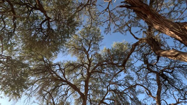 African Acacia tree (Acacia haematoxylon) against a blue sky