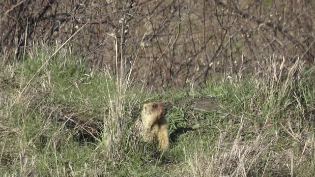 A marmot stands near a hole