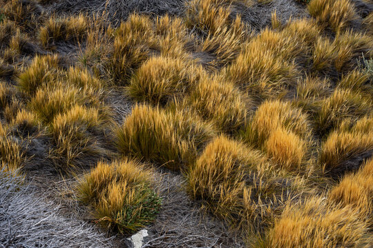 Golden tussock grass clumps in a dry wild landscape, yellow dry vegetation pattern in nature