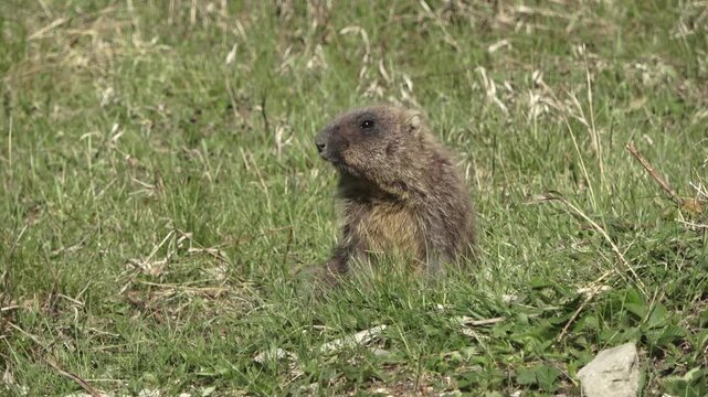 Bobak marmot stand on a grass on summer day 