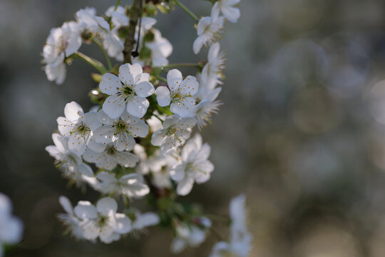 Weichselbl&uuml;ten am Baum im Fr&uuml;hjahr