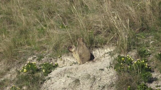 Two marmots stand near a hole