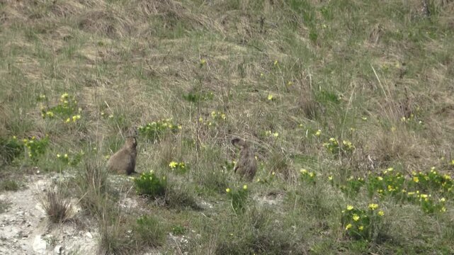 Two marmots stand near a hole