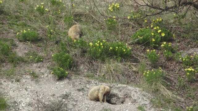 Bobak marmot stand on a grass on summer day 