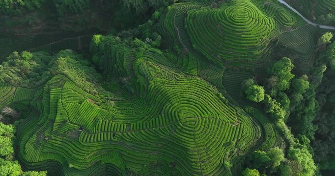 Aerial view of beautiful tea crop terrace landscape in China