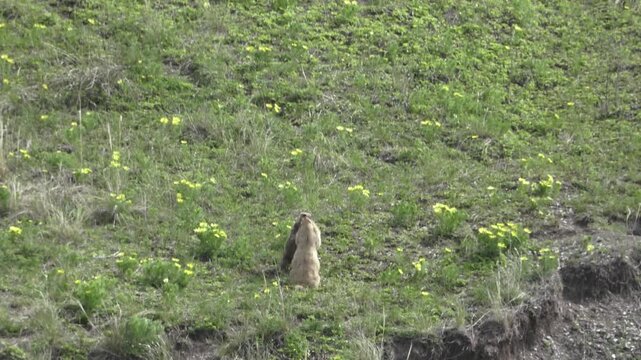 Two marmots stand near a hole