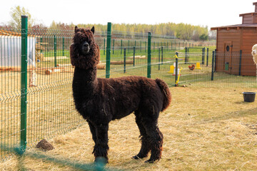 Obraz premium Fluffy brown alpaca standing gracefully in a sunny farmyard on a bright autumn day