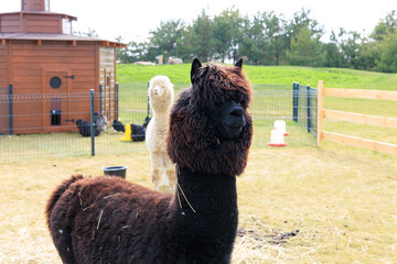 Obraz premium Black and white alpacas enjoy a sunny day in a farmyard surrounded by green grass and wooden structures