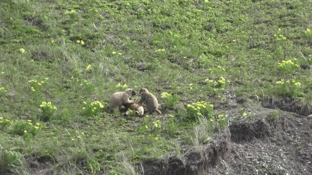 A family of marmots stands near a hole