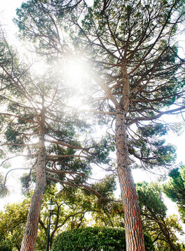 Sunlight shining through Italian Stone Pines (Pinus pinea) in Villetta Di Negro gardens in Genoa, Italy, Europe 
