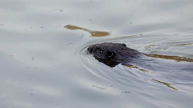 A river beaver swims through the water, close-up