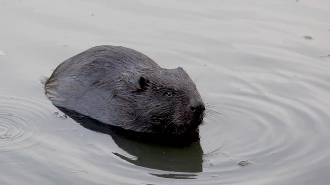 River beaver eating grass close-up