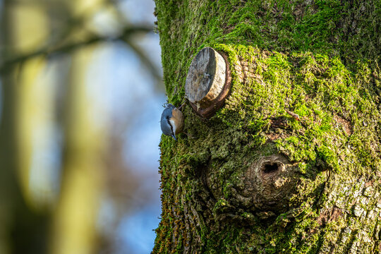 ein kleiner, blau-grauer Waldgeist t&auml;nzelt der Kleiber kopf&uuml;ber &uuml;ber die smaragdgr&uuml;ne Moosrinde. Die Fr&uuml;hlingssonne kitzelt sein orangefarbenes Gefieder, w&auml;hrend er mit spielerischer Leichtigkeit der 